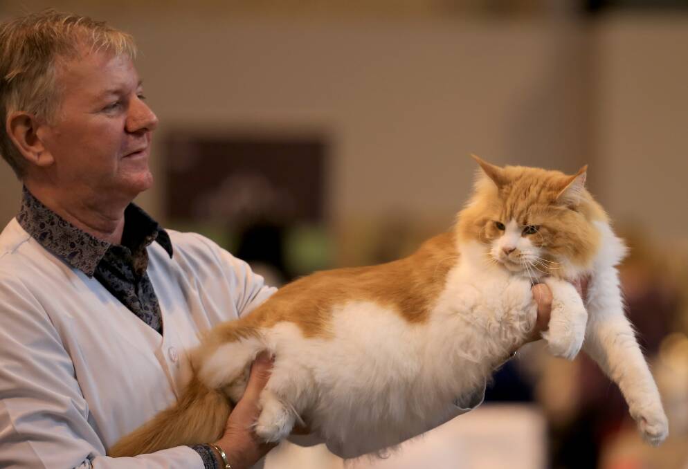GALLERY Owners and their pets gather for the annual supreme cat show