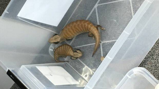 Lizards were seized along with snakes, found hidden in a vehicle. Photo: Queensland Police Service