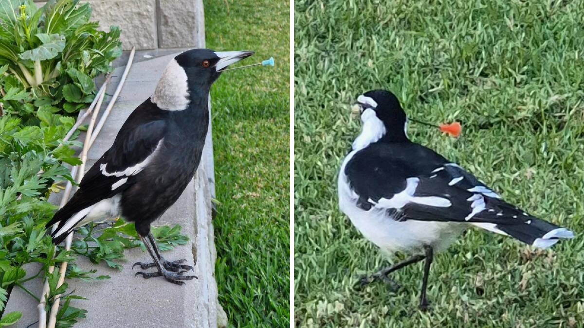 A magpie in the Hunter and a magpie lark at Albion Park have been targeted by by blow gun darts this week. Pictures by WIRES