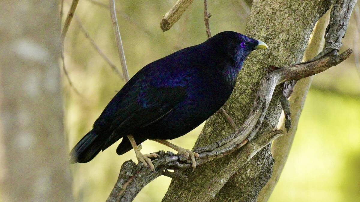 a male satin bowerbird. Picture by John Davey