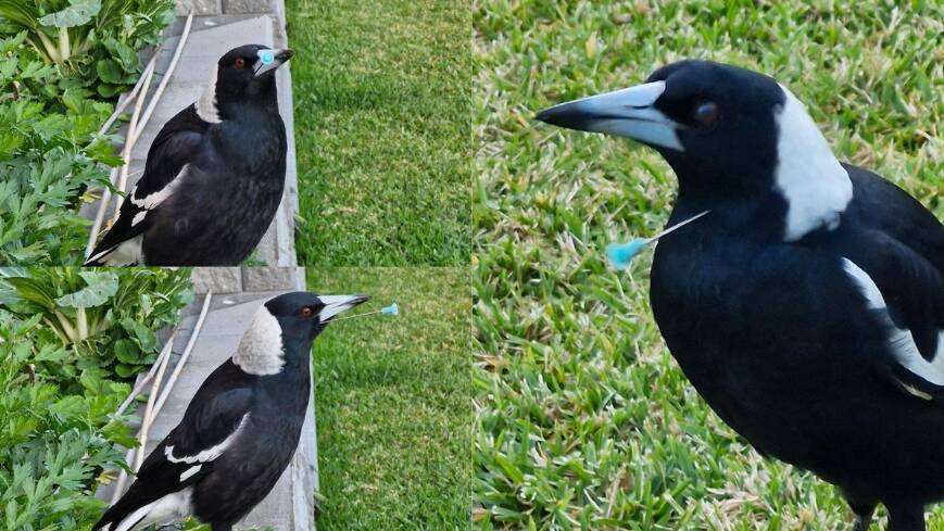 Three magpies and a magpie lark have been targeted with blow darts this week. Pictures by WIRES