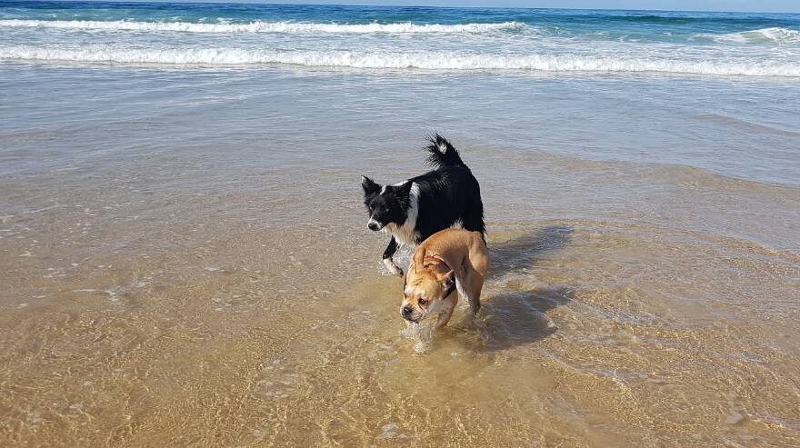 Marley and Clover going for a swim. Picture by Wollongong City Council