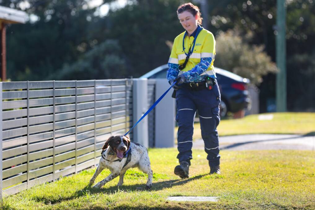 Water leak detection dog Joey demonstrating how he finds a leak with his handler and trainer Nicole Harvey from Sydney Water on Wednesday, June 26, 2024. Pictures by Adam McLean