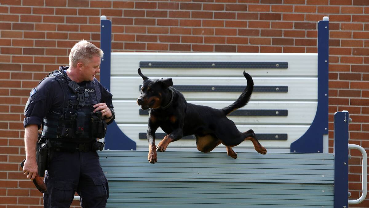 NSW Police Senior Constable David Cole with his police dog Munsta in Albion Park Police Station's dog agility course on August 28, 2023. Picture by Sylvia Liber