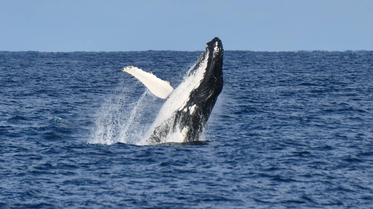 File photo of a humpback whale. Picture by Jervis Bay Wild
