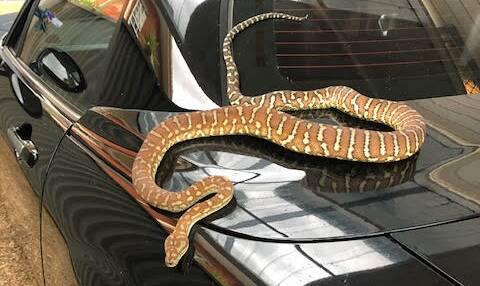 Morelia bredli pythons can range from an orange/brown colour to a darker brown like the one seized in Wollongong. File photo