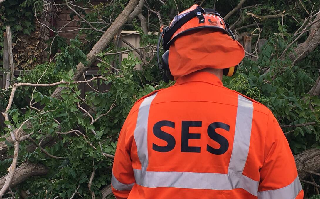 An SES worker at a tree down incident. File picture by Nadine Morton 