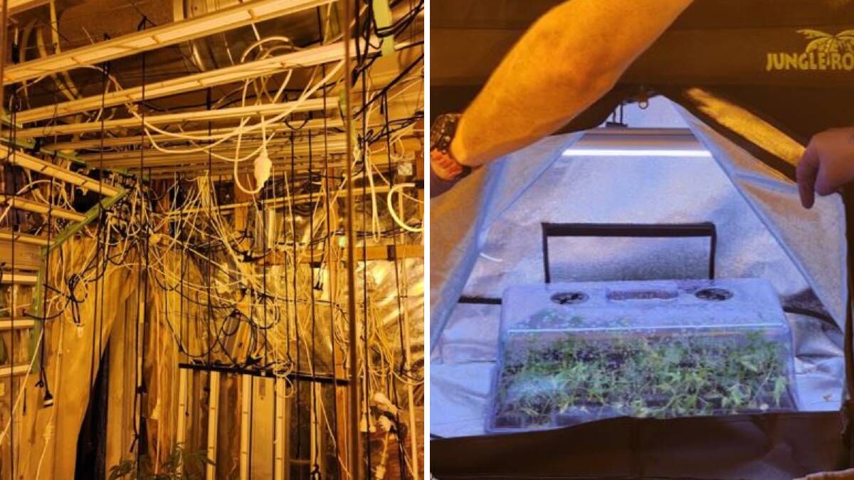 A hydroponic set-up allegedly found by police during a raid on a Cringila home on Monday, February 19, 2024. Pictures by NSW Police 