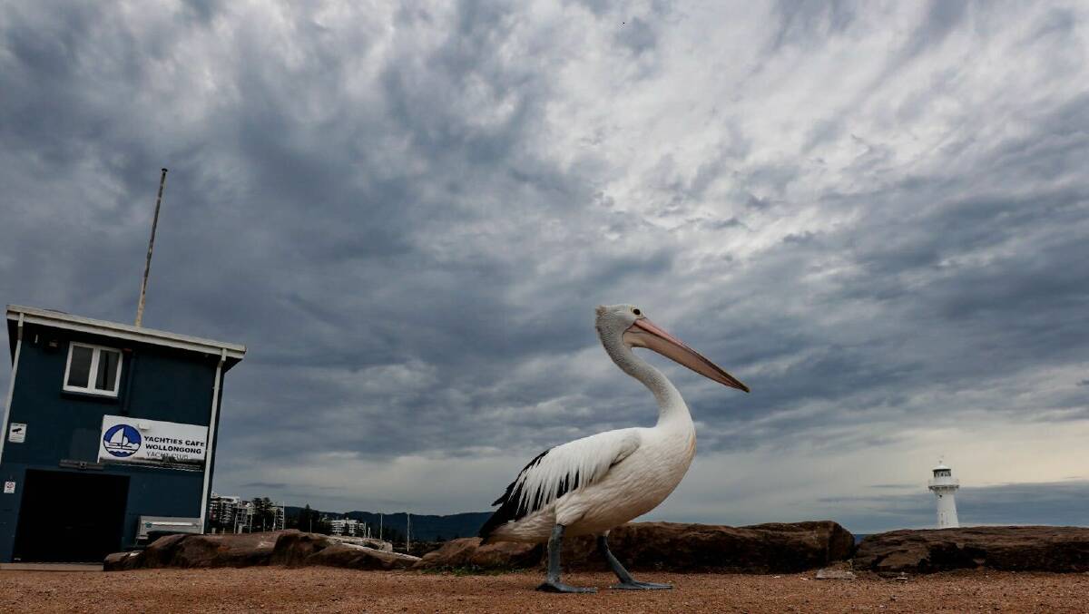 A pelican under dark, cloudy skies in Wollongong. Picture by Adam McLean